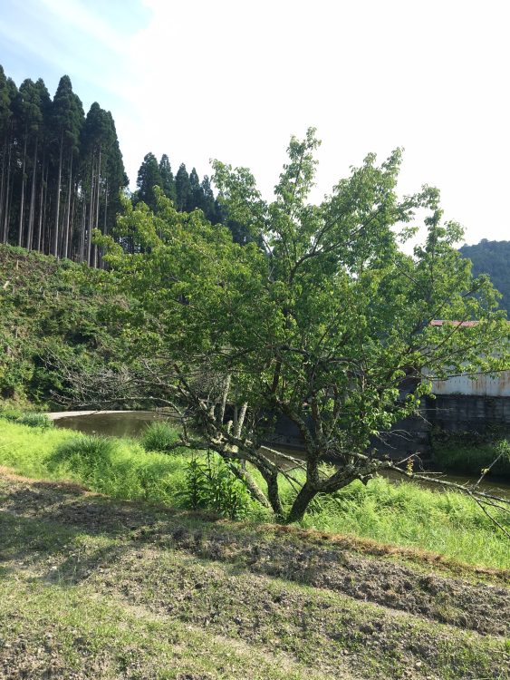 梅雨は‘ウメ‘