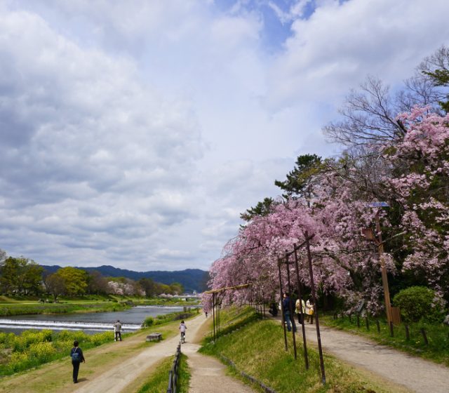 春の京都へ…