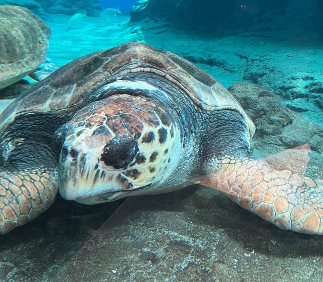 水族館をめぐる