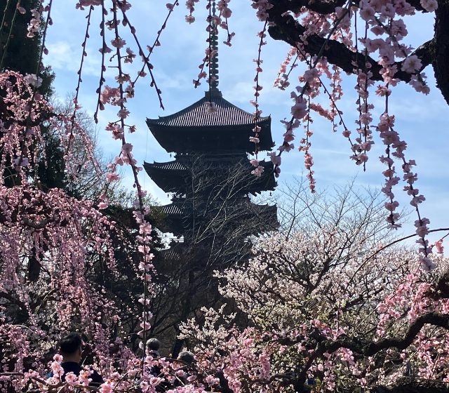 東寺の五重塔