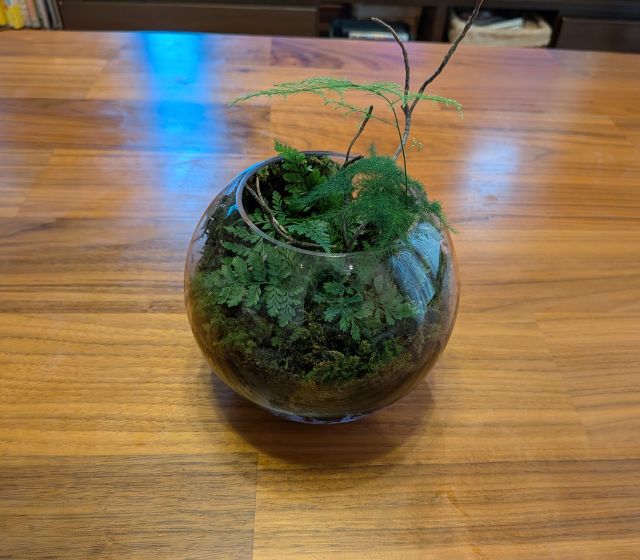 苔テラリウムにはまっています！