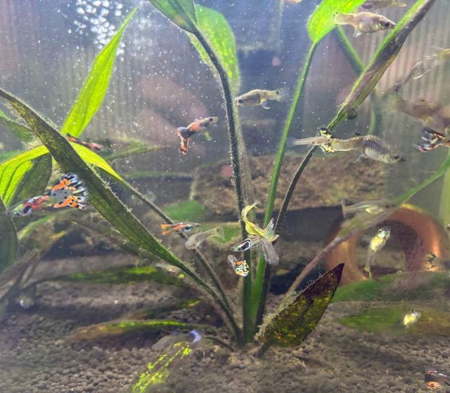 私の飼育している熱帯魚グッピー