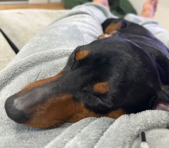 ぼくんちのペット