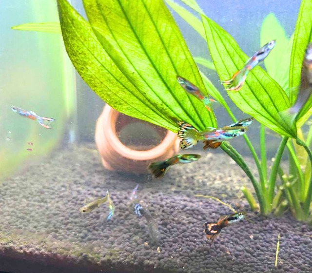 熱帯魚（グッピー）